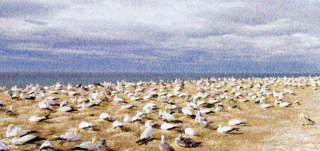 浜辺の砂浜で羽根を休めるアルバトロス