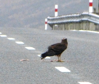道路で餌を食べる鳥