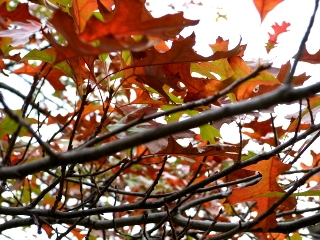 メープルリーフの木の紅葉